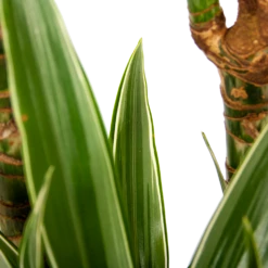 Dracaena White Stripe - Op Stam - Drakenbloedboom - P24 H150 - Kamerplant -Buitentuinwinkel dracaena white stripe op stam drakenbloedboom p24 h150 6 1