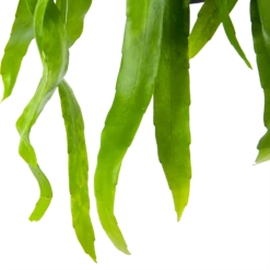 Epiphyllum Pumilum - In Hangpot - P17 H40 - Kamerplant -Buitentuinwinkel epiphyllum pumilum in hangpot p17 h40 6 1