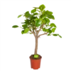 Ficus Altissima - Vertakt - P27 H130 - Kamerplant