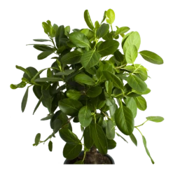 Ficus Benghalensis Audrey Op Stam - Groene Vijg - P31 H120 - Kamerplant -Buitentuinwinkel ficus benghalensis audrey op stam groene vijg p31 h120 2