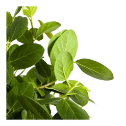 Ficus Benghalensis Audrey Op Stam - Groene Vijg - P31 H120 - Kamerplant -Buitentuinwinkel ficus benghalensis audrey op stam groene vijg p31 h120 3