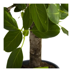 Ficus Benghalensis Audrey Op Stam - Groene Vijg - P31 H120 - Kamerplant -Buitentuinwinkel ficus benghalensis audrey op stam groene vijg p31 h120 4