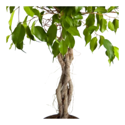 Ficus Benjamina Exotica Op Gevlochten Stam - Treurvijg - P24 H100 - Kamerplant -Buitentuinwinkel ficus benjamina exotica op gevlochten stam treurvijg p24 h100 3