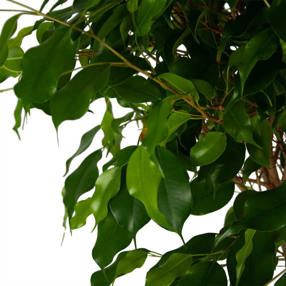 Ficus Benjamina Exotica op gevlochten stam - Treurvijg - p27 h140 - Kamerplant Ficus Benjamina Exotica Op Gevlochten Stam - Treurvijg - P27 H140 - Kamerplant -Buitentuinwinkel