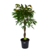 Ficus Binnendijkii Amstel King Op Gevlochten Stam - Treurvijg - P31 H140 - Kamerplant