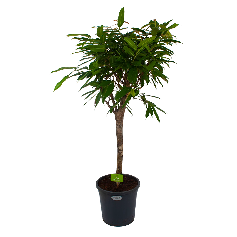 Ficus Binnendijkii Amstel King op stam - Treurvijg - p31 h140 - Kamerplant Ficus Binnendijkii Amstel King Op Stam - Treurvijg - P31 H140 - Kamerplant -Buitentuinwinkel ficus binnendijkii amstel king op stam treurvijg p31 h140 1