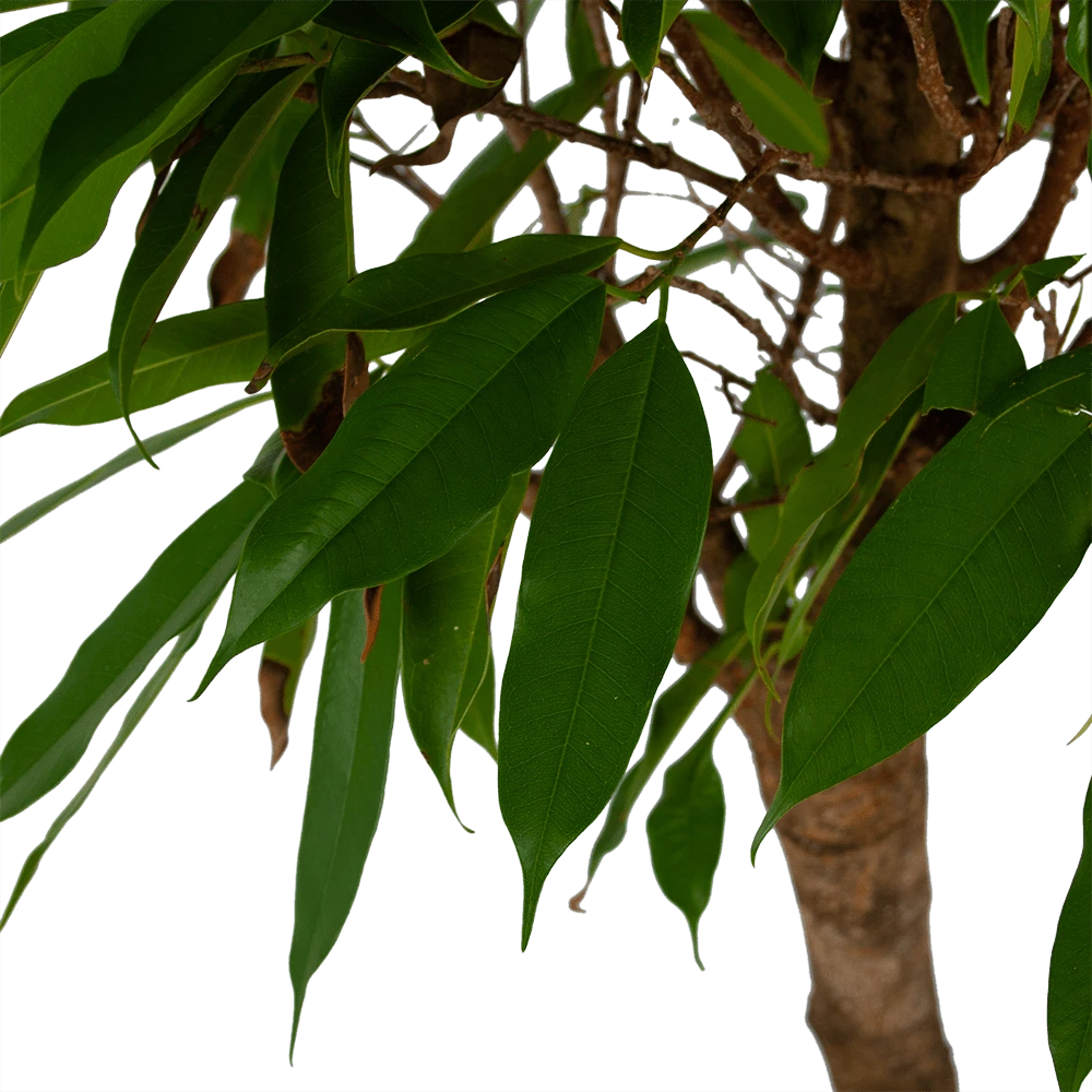 Ficus Binnendijkii Amstel King op stam - Treurvijg - p31 h140 - Kamerplant Ficus Binnendijkii Amstel King Op Stam - Treurvijg - P31 H140 - Kamerplant -Buitentuinwinkel ficus binnendijkii amstel king op stam treurvijg p31 h140 5