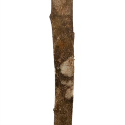 Ficus Binnendijkii Amstel King Op Stam - Treurvijg - P31 H140 - Kamerplant 2 Ficus Binnendijkii Amstel King Op Stam - Treurvijg - P31 H140 - Kamerplant -Buitentuinwinkel ficus binnendijkii amstel king op stam treurvijg p31 h140 6