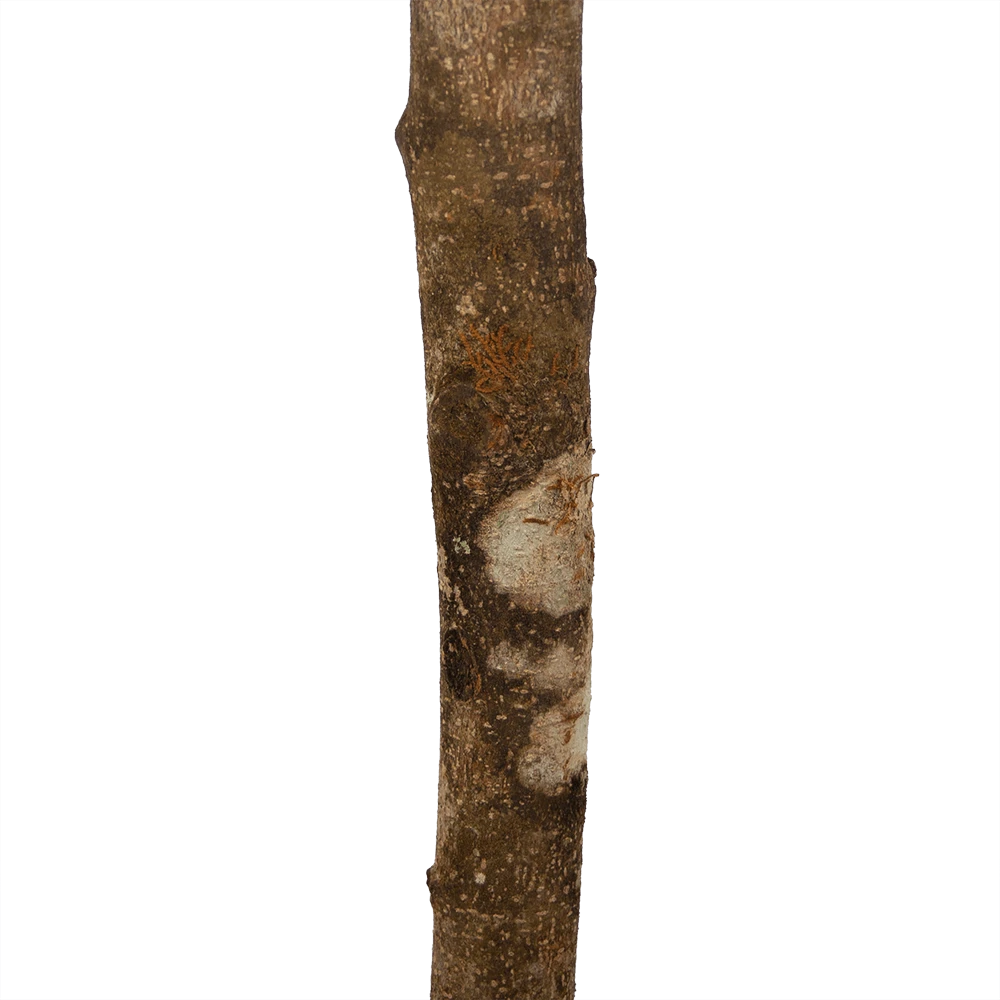 Ficus Binnendijkii Amstel King op stam - Treurvijg - p31 h140 - Kamerplant Ficus Binnendijkii Amstel King Op Stam - Treurvijg - P31 H140 - Kamerplant -Buitentuinwinkel ficus binnendijkii amstel king op stam treurvijg p31 h140 6