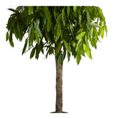 Ficus Binnendijkii Amstel King Op Stam - Treurvijg - P40 H170 - Kamerplant -Buitentuinwinkel ficus binnendijkii amstel king op stam treurvijg p40 h170 4