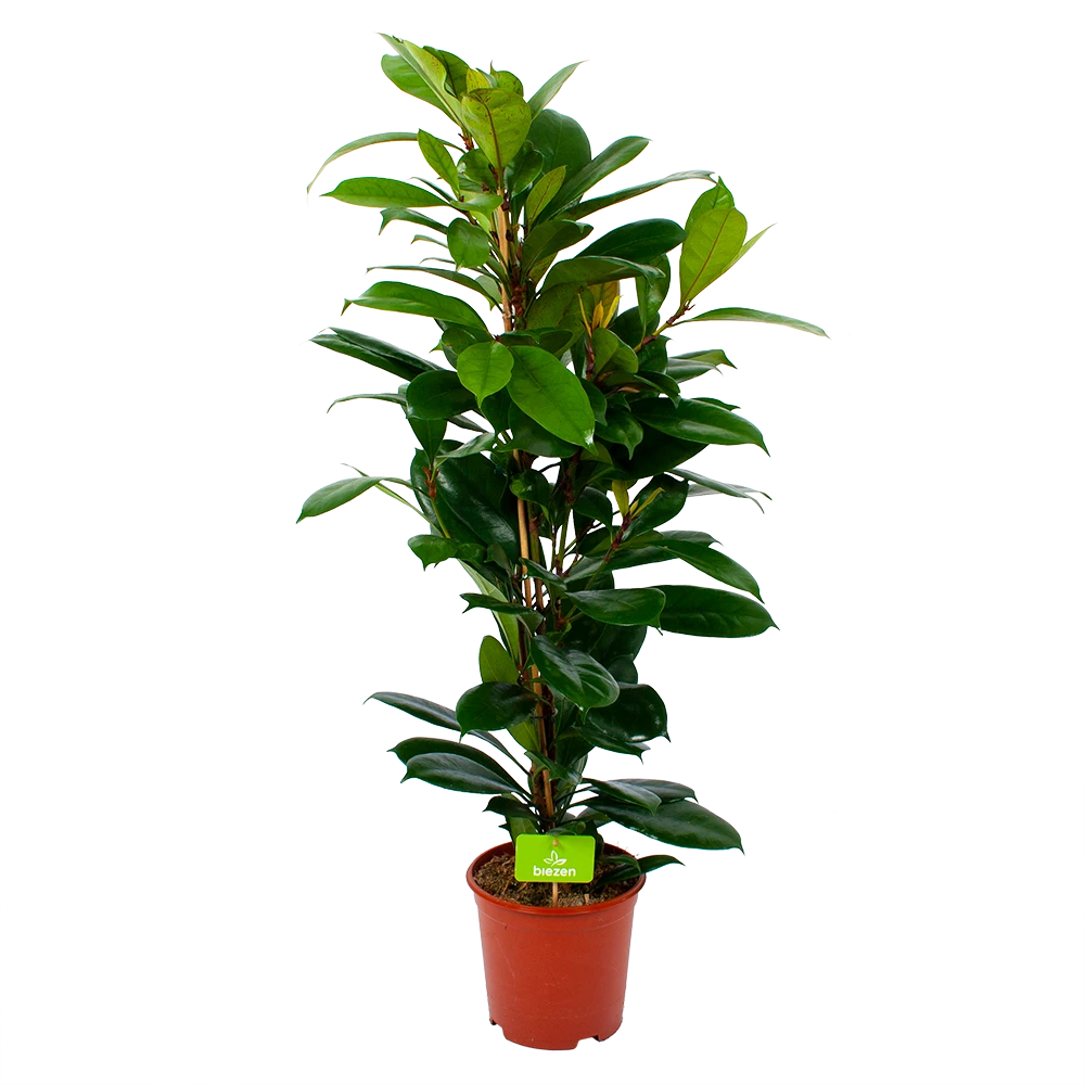Ficus Cyathistipula - Groene Vijg - Toef - p21 h105 - Kamerplant Ficus Cyathistipula - Groene Vijg - Toef - P21 H105 - Kamerplant -Buitentuinwinkel ficus cyathistipula groene vijg toef p21 h105 1 1