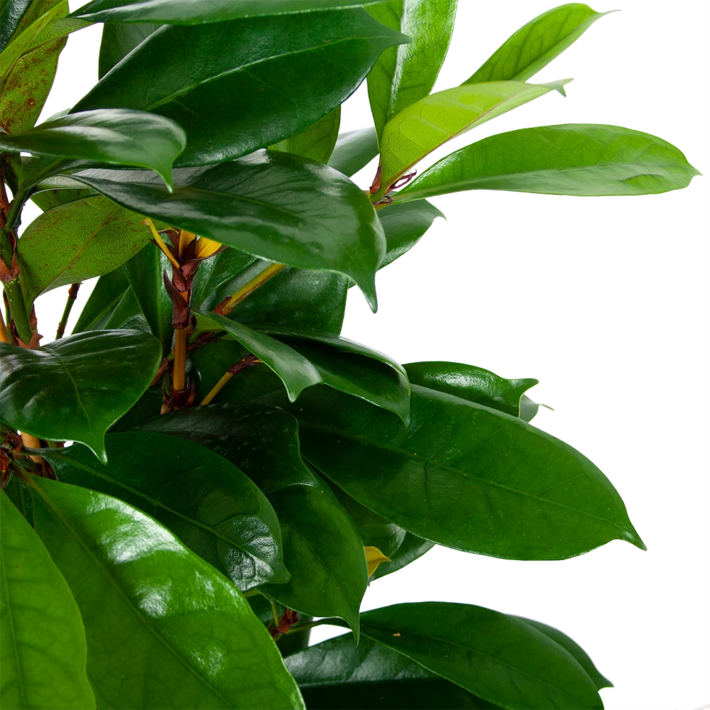 Ficus Cyathistipula - Groene Vijg - Toef - p21 h105 - Kamerplant Ficus Cyathistipula - Groene Vijg - Toef - P21 H105 - Kamerplant -Buitentuinwinkel ficus cyathistipula groene vijg toef p21 h105 5 1