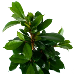 Ficus Cyathistipula - Groene Vijg - Toef - P21 H105 - Kamerplant 2 Ficus Cyathistipula - Groene Vijg - Toef - P21 H105 - Kamerplant -Buitentuinwinkel ficus cyathistipula groene vijg toef p21 h105 6 1