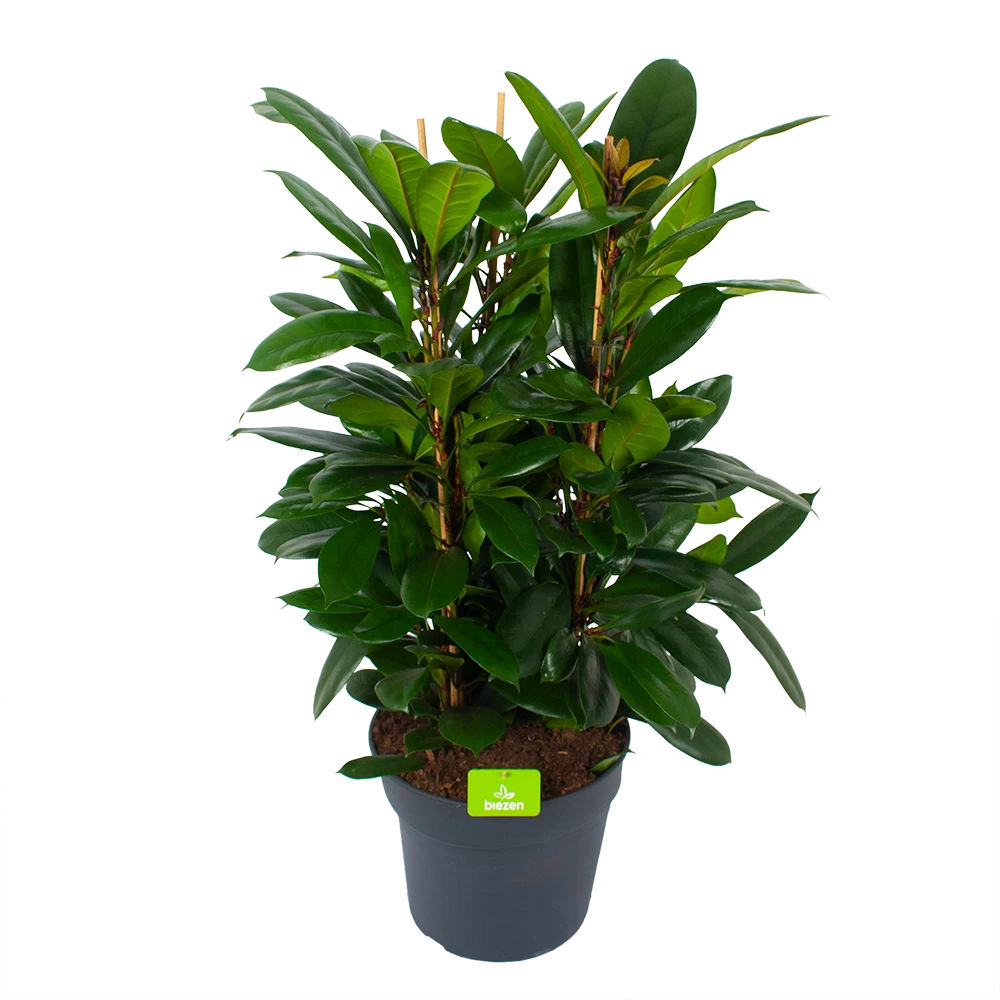 Ficus Cyathistipula - Groene Vijg - Toef - P34 H120 - Kamerplant -Buitentuinwinkel ficus cyathistipula groene vijg toef p34 h120 1 3