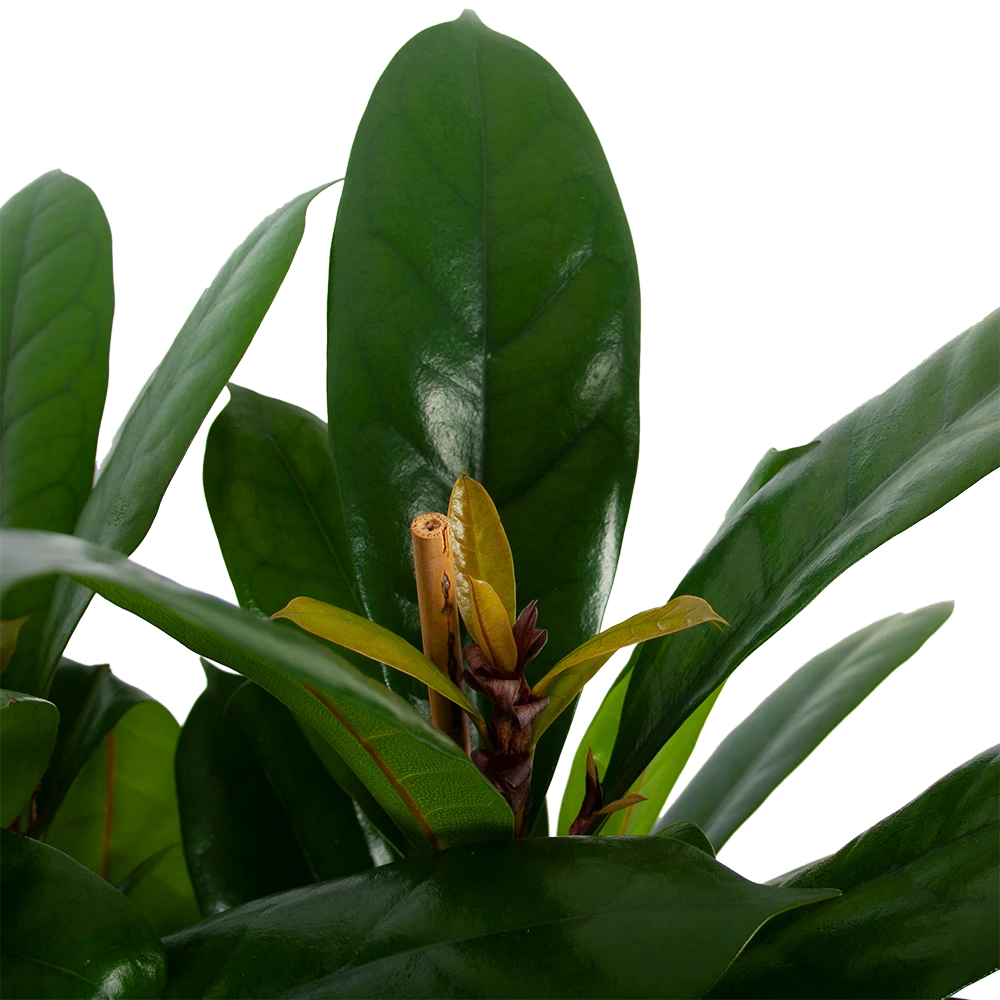 Ficus Cyathistipula - Groene Vijg - Toef - P34 H120 - Kamerplant -Buitentuinwinkel ficus cyathistipula groene vijg toef p34 h120 5 3