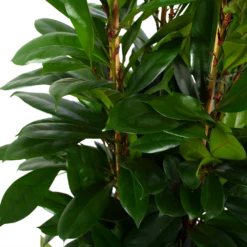 Ficus Cyathistipula - Groene Vijg - Toef - P34 H120 - Kamerplant -Buitentuinwinkel ficus cyathistipula groene vijg toef p34 h120 6 3