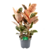 Ficus Elastica Belize - Rubberboom - P27 H100 - Kamerplant
