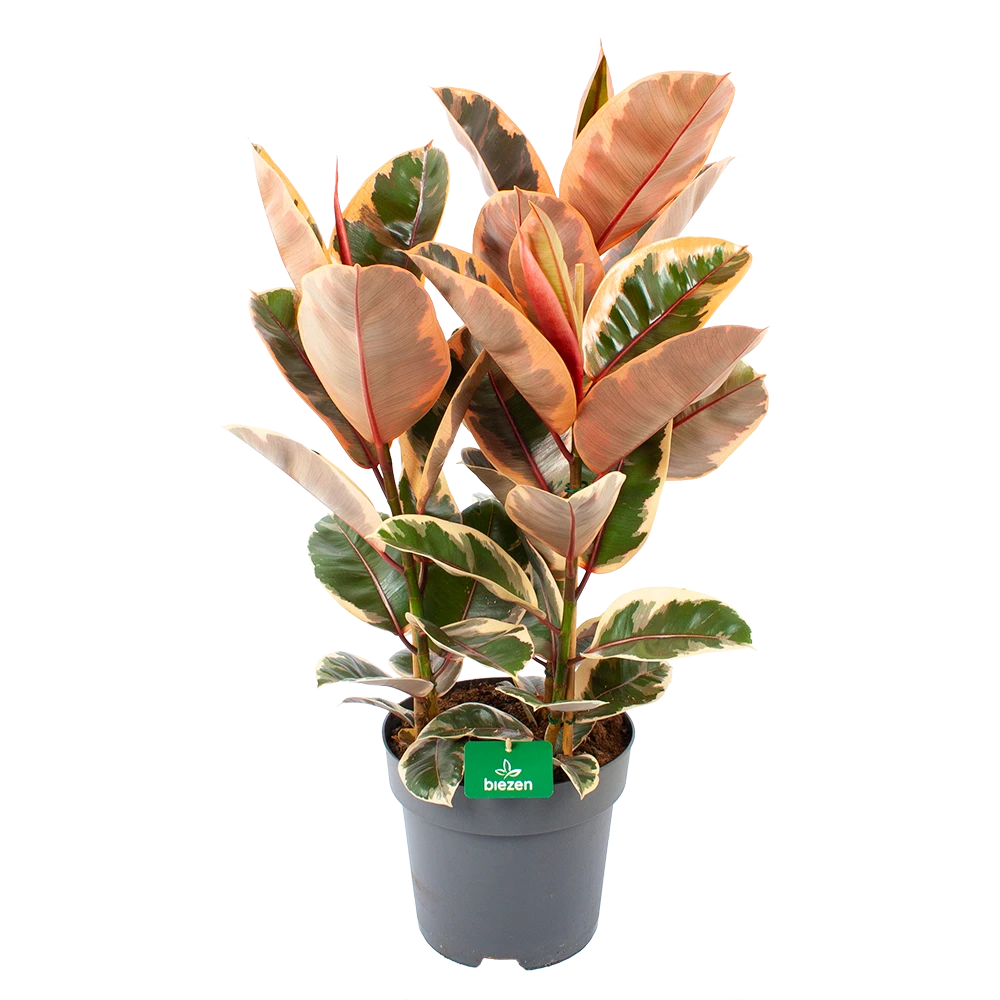 Ficus Elastica Belize - Rubberboom - p27 h100 - Kamerplant Ficus Elastica Belize - Rubberboom - P27 H100 - Kamerplant -Buitentuinwinkel ficus elastica belize rubberboom p27 h100 1