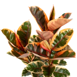 Ficus Elastica Belize - Rubberboom - P27 H100 - Kamerplant 1 Ficus Elastica Belize - Rubberboom - P27 H100 - Kamerplant -Buitentuinwinkel ficus elastica belize rubberboom p27 h100 5