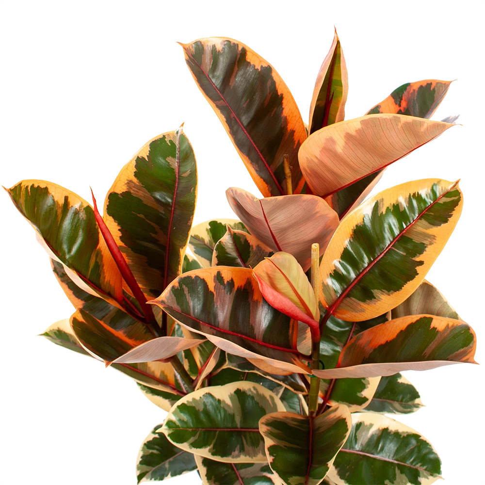 Ficus Elastica Belize - Rubberboom - p27 h100 - Kamerplant Ficus Elastica Belize - Rubberboom - P27 H100 - Kamerplant -Buitentuinwinkel ficus elastica belize rubberboom p27 h100 5