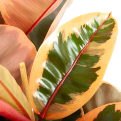 Ficus Elastica Belize - Rubberboom - P27 H100 - Kamerplant 2 Ficus Elastica Belize - Rubberboom - P27 H100 - Kamerplant -Buitentuinwinkel ficus elastica belize rubberboom p27 h100 6