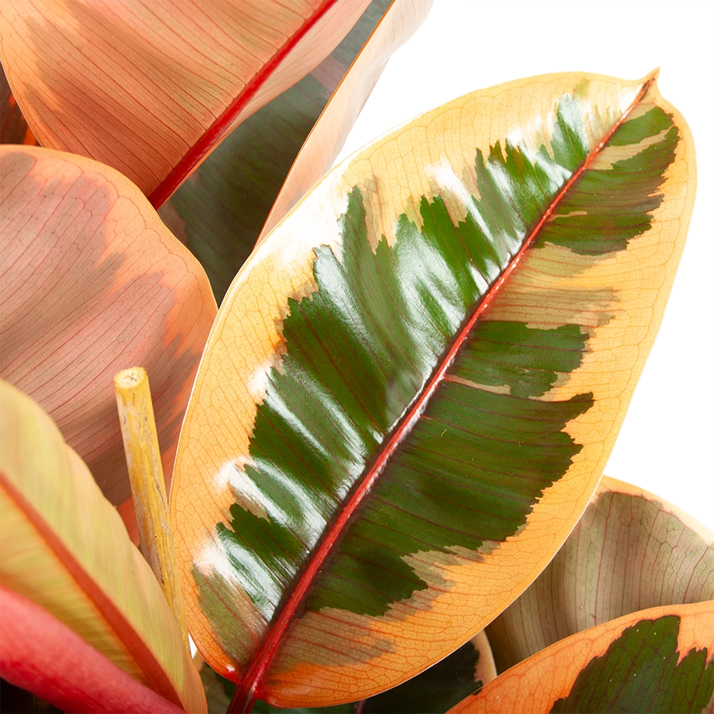 Ficus Elastica Belize - Rubberboom - p27 h100 - Kamerplant Ficus Elastica Belize - Rubberboom - P27 H100 - Kamerplant -Buitentuinwinkel ficus elastica belize rubberboom p27 h100 6