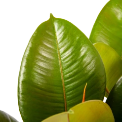 Ficus Elastica Robusta - Rubberboom - P19 H55 - Kamerplant -Buitentuinwinkel ficus elastica robusta rubberboom p19 h55 6