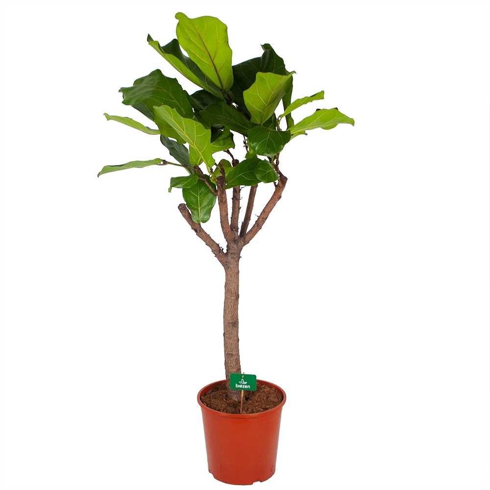 Ficus Lyrata op Stam - Tabaksplant - p30 h150 - Kamerplant Ficus Lyrata Op Stam - Tabaksplant - P30 H150 - Kamerplant -Buitentuinwinkel ficus lyrata op stam tabaksplant p30 h150 kamerplant 1