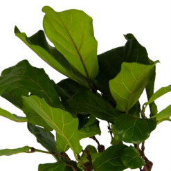 Ficus Lyrata Op Stam - Tabaksplant - P30 H150 - Kamerplant 2 Ficus Lyrata Op Stam - Tabaksplant - P30 H150 - Kamerplant -Buitentuinwinkel ficus lyrata op stam tabaksplant p30 h150 kamerplant 4