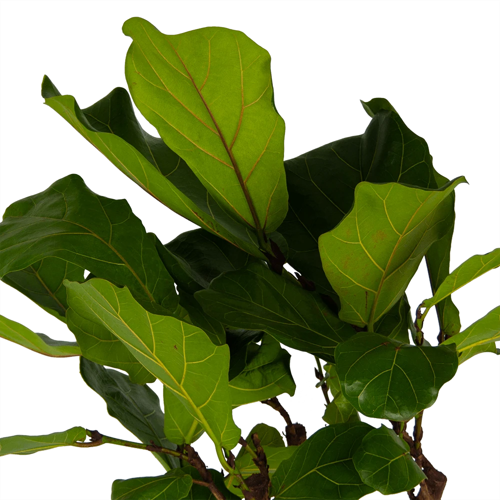 Ficus Lyrata op Stam - Tabaksplant - p30 h150 - Kamerplant Ficus Lyrata Op Stam - Tabaksplant - P30 H150 - Kamerplant -Buitentuinwinkel ficus lyrata op stam tabaksplant p30 h150 kamerplant 4