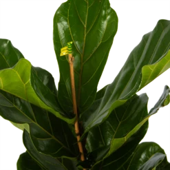 Ficus Lyrata - Tabaksplant - Toef - P17 H90 - Kamerplant -Buitentuinwinkel ficus lyrata tabaksplant toef p17 h90 5