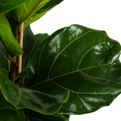 Ficus Lyrata - Tabaksplant - Toef - P34 H120 - Kamerplant -Buitentuinwinkel ficus lyrata tabaksplant toef p34 h120 4 2
