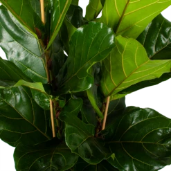 Ficus Lyrata - Tabaksplant - Toef - P34 H120 - Kamerplant -Buitentuinwinkel ficus lyrata tabaksplant toef p34 h120 5 3