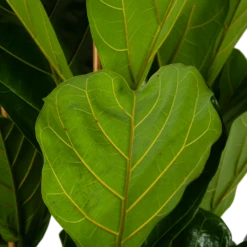 Ficus Lyrata - Tabaksplant - Toef - P35 H150 - Kamerplant -Buitentuinwinkel ficus lyrata tabaksplant toef p35 h150 6