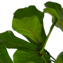 Ficus Lyrata Vertakt - Tabaksplant - P27 H140 - Kamerplant -Buitentuinwinkel ficus lyrata vertakt tabaksplant p27 h140 kamerplant 4