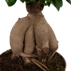 Ficus Microcarpa Ginseng - Bonsai - P20 H45 - Kamerplant -Buitentuinwinkel ficus microcarpa ginseng bonsai p20 h45 6