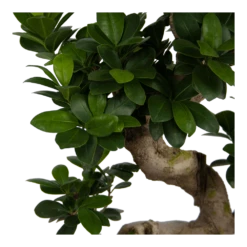 Ficus Microcarpa Ginseng - Bonsai - P25 H70 - Kamerplant -Buitentuinwinkel ficus microcarpa ginseng bonsai p25 h70 6