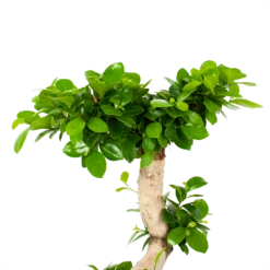 Ficus Microcarpa Ginseng - Bonsai - P29 H90 - Kamerplant -Buitentuinwinkel ficus microcarpa ginseng bonsai p29 h90 5
