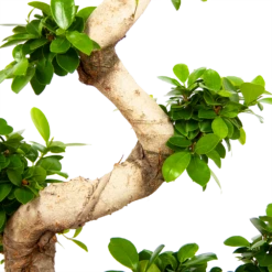 Ficus Microcarpa Ginseng - Bonsai - P29 H90 - Kamerplant -Buitentuinwinkel ficus microcarpa ginseng bonsai p29 h90 6