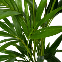Kentiapalm - Howea Forsteriana - P19 H80 - Kamerplant -Buitentuinwinkel kentiapalm howea forsteriana p19 h80 6