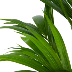 Kentiapalm - Howea Forsteriana - P21 H120 - Kamerplant -Buitentuinwinkel kentiapalm howea forsteriana p21 h120 6