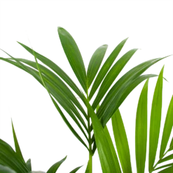 Kentiapalm - Howea Forsteriana - P24 H130 - Kamerplant -Buitentuinwinkel kentiapalm howea forsteriana p24 h130 6