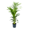 Kentiapalm - Howea Forsteriana - P24 H150 - Kamerplant