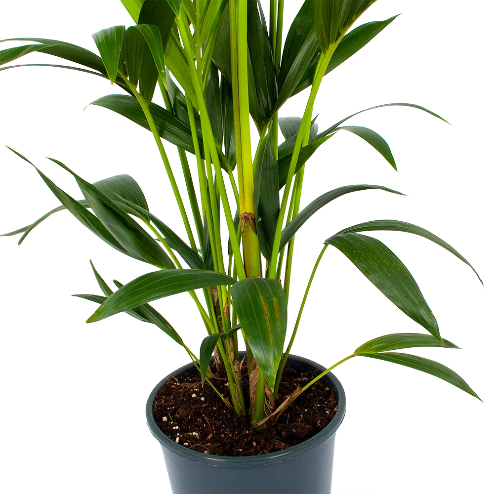 Kentiapalm - Howea Forsteriana - p24 h150 - Kamerplant Kentiapalm - Howea Forsteriana - P24 H150 - Kamerplant -Buitentuinwinkel kentiapalm howea forsteriana p24 h150 2