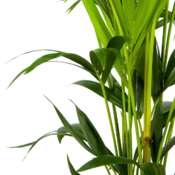 Kentiapalm - Howea Forsteriana - P24 H150 - Kamerplant 2 Kentiapalm - Howea Forsteriana - P24 H150 - Kamerplant -Buitentuinwinkel kentiapalm howea forsteriana p24 h150 3