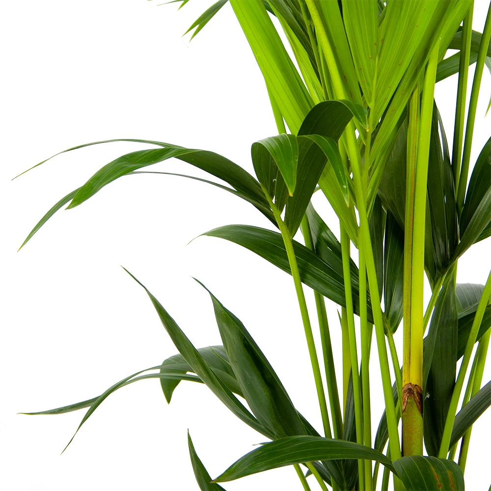 Kentiapalm - Howea Forsteriana - p24 h150 - Kamerplant Kentiapalm - Howea Forsteriana - P24 H150 - Kamerplant -Buitentuinwinkel kentiapalm howea forsteriana p24 h150 3