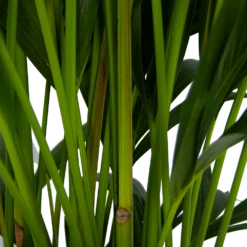 Kentiapalm - Howea Forsteriana - P27 H170 - Kamerplant 2 Kentiapalm - Howea Forsteriana - P27 H170 - Kamerplant -Buitentuinwinkel kentiapalm howea forsteriana p27 h170 5