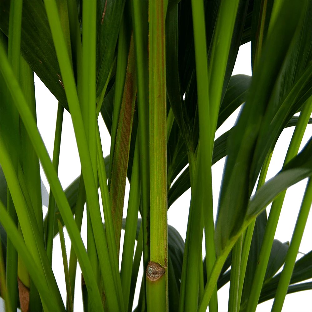 Kentiapalm - Howea Forsteriana - p27 h170 - Kamerplant Kentiapalm - Howea Forsteriana - P27 H170 - Kamerplant -Buitentuinwinkel kentiapalm howea forsteriana p27 h170 5