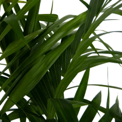 Kentiapalm - Howea Forsteriana - P27 H170 - Kamerplant 3 Kentiapalm - Howea Forsteriana - P27 H170 - Kamerplant -Buitentuinwinkel kentiapalm howea forsteriana p27 h170 6