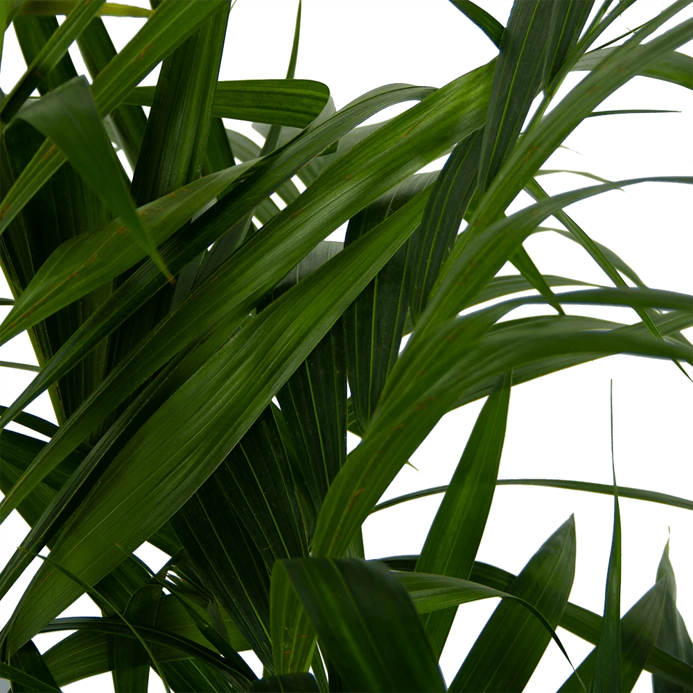 Kentiapalm - Howea Forsteriana - p27 h170 - Kamerplant Kentiapalm - Howea Forsteriana - P27 H170 - Kamerplant -Buitentuinwinkel kentiapalm howea forsteriana p27 h170 6